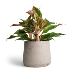 Patt Plant Pot - Grey Washed 35 Patt Plant Pot - Grey Washed -Indoor Plants Store Aglaonema Crete Chinese Evergreen 12x25cm Patt Plant Pot Grey Washed 17x14cm f39e2768 c6d7 47d0 b311 796d43a3a28c