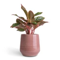 Remi Plant Pot - Pink 13 Remi Plant Pot - Pink -Indoor Plants Store Aglaonema Crete Chinese Evergreen 12x25cm Remi Plant Pot Pink 18x19cm