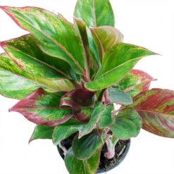 Aglaonema Crete - Chinese Evergreen 21 Aglaonema Crete - Chinese Evergreen -Indoor Plants Store Aglaonema Crete Chinese Evergreen Leaves