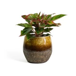 Aglaonema Crete - Chinese Evergreen 25 Aglaonema Crete - Chinese Evergreen -Indoor Plants Store Aglaonema Crete Chinese Evergreen Lindy Plant Pot Ochre ef37a1ee 6836 421c 8ed8 a8094bed3ad4