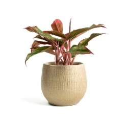Ryan Plant Pot - Sand Gold -Indoor Plants Store Aglaonema Crete Chinese Evergreen Ryan Plant Pot Sand Gold