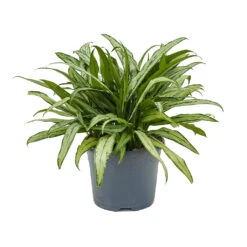 Aglaonema Cutlass - Chinese Evergreen 13 Aglaonema Cutlass - Chinese Evergreen -Indoor Plants Store Aglaonema Cutlass Chinese Evergreen 24cm
