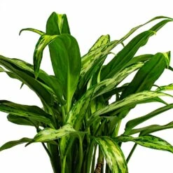Aglaonema Cutlass - Chinese Evergreen 16 Aglaonema Cutlass - Chinese Evergreen -Indoor Plants Store Aglaonema Cutlass Chinese Evergreen Houseplant 12x35cm Bunch Leaf