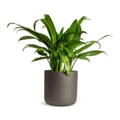 Aglaonema Cutlass - Chinese Evergreen 15 Aglaonema Cutlass - Chinese Evergreen -Indoor Plants Store Aglaonema Cutlass Chinese Evergreen Houseplant 12x35cm Charlie Plant Pot Black Washed 15x15cm