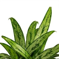 Aglaonema Cutlass - Chinese Evergreen 17 Aglaonema Cutlass - Chinese Evergreen -Indoor Plants Store Aglaonema Cutlass Chinese Evergreen Houseplant 12x35cm Close Leaf