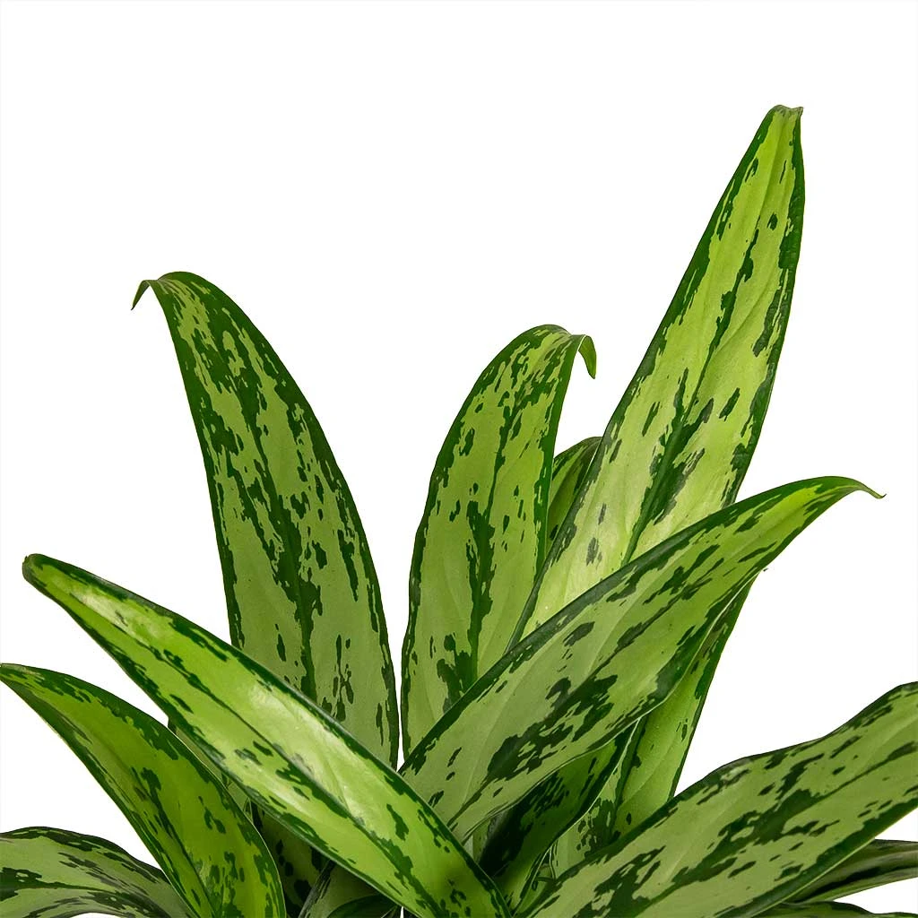 Aglaonema Cutlass - Chinese Evergreen 9 Aglaonema Cutlass - Chinese Evergreen - Image 7