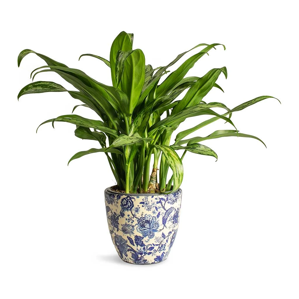 Aglaonema Cutlass - Chinese Evergreen 10 Aglaonema Cutlass - Chinese Evergreen - Image 8
