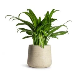 Patt Plant Pot - Grey Washed 39 Patt Plant Pot - Grey Washed -Indoor Plants Store Aglaonema Cutlass Chinese Evergreen Houseplant 12x35cm Patt Plant Pot Grey Washed 17x14cm 4292a086 d7ac 4acc a727 25b570ee996f