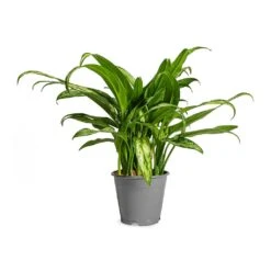 Aglaonema Cutlass - Chinese Evergreen 14 Aglaonema Cutlass - Chinese Evergreen -Indoor Plants Store Aglaonema Cutlass Chinese Evergreen Houseplant 12x35cm Small