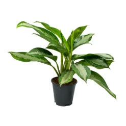 Aglaonema Diamond Bay - Chinese Evergreen -Indoor Plants Store Aglaonema Diamond Bay Chinese Evergreen 17x55cm