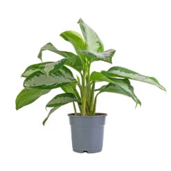 Aglaonema Diamond Bay - Chinese Evergreen -Indoor Plants Store Aglaonema Diamond Bay Chinese Evergreen 17x55cm 08d6ab0b 081a 4463 a8bf 9795e35ae969