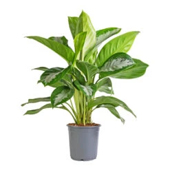 Aglaonema Diamond Bay - Chinese Evergreen -Indoor Plants Store Aglaonema Diamond Bay Chinese Evergreen 21x50cm
