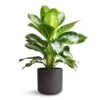 Aglaonema Diamond Bay - Chinese Evergreen -Indoor Plants Store Aglaonema Diamond Bay Chinese Evergreen 21x50cm Charlie Plant Pot Black Washed 25x24cm