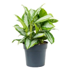 Aglaonema Diamond Bay - Chinese Evergreen -Indoor Plants Store Aglaonema Diamond Bay Chinese Evergreen 30cm