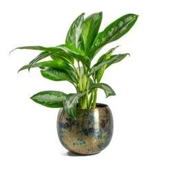 Aglaonema Diamond Bay - Chinese Evergreen -Indoor Plants Store Aglaonema Diamond Bay Chinese Evergreen Kian Metal Plant Pots Set of 3 Large Sky Burn