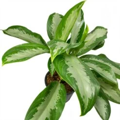 Aglaonema Diamond Bay - Chinese Evergreen -Indoor Plants Store Aglaonema Diamond Bay Chinese Evergreen Leaves