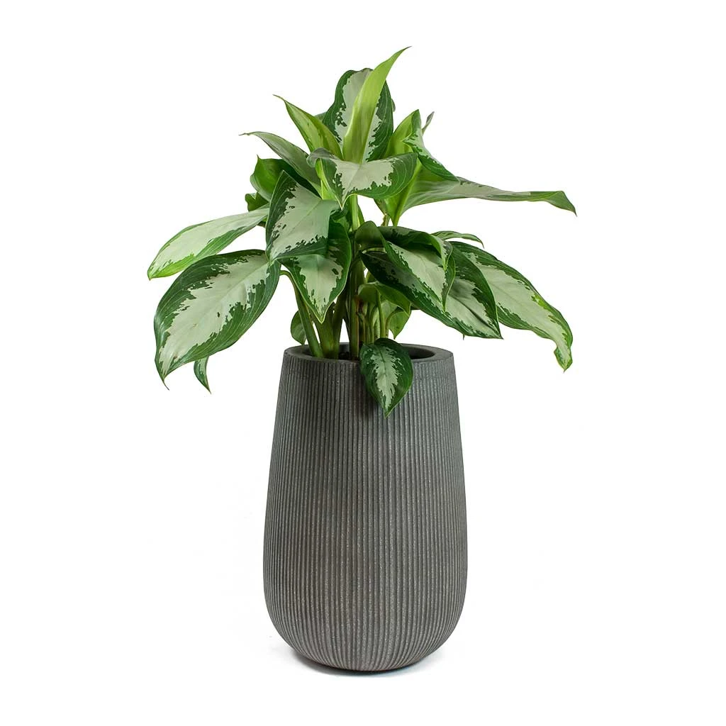 Patt High Plant Vase - Ridged Dark Grey 12 Patt High Plant Vase - Ridged Dark Grey - Image 10