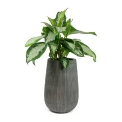 Aglaonema Diamond Bay - Chinese Evergreen -Indoor Plants Store Aglaonema Diamond Bay Chinese Evergreen Patt High Plant Vase Ridged Dark Grey 99381b0b 421d 4304 b9db a920ab7fc167