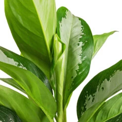Indoor Plants Store -Indoor Plants Store Aglaonema Diamond Bay Chinese Evergreen SWATCH 2
