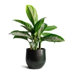 Zembla Plant Pot - Green -Indoor Plants Store Aglaonema Diamond Bay Zembla Plant Pot