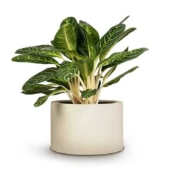 Grigio Cylinder Planter - Antique White Concrete 13 Grigio Cylinder Planter - Antique White Concrete -Indoor Plants Store Aglaonema Key Lime Chinese Evergreen 27x75cm Grigio Cylinder Planter Antique White Concrete 48x32cm