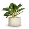 Aglaonema Key Lime - Chinese Evergreen -Indoor Plants Store Aglaonema Key Lime Chinese Evergreen 27x75cm Grigio Cylinder Planter Antique White Concrete 48x32cm cd663a76 60f5 4765 970d e97030cf7b44