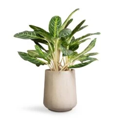 Aglaonema Key Lime - Chinese Evergreen 22 Aglaonema Key Lime - Chinese Evergreen -Indoor Plants Store Aglaonema Key Lime Chinese Evergreen 27x75cm Raindrop Tube High Round Planter Stone 37x42cm