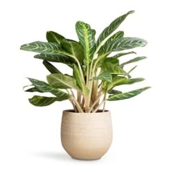 Aglaonema Key Lime - Chinese Evergreen 18 Aglaonema Key Lime - Chinese Evergreen -Indoor Plants Store Aglaonema Key Lime Chinese Evergreen 27x75cm Ryan Plant Pot Sand Gold 36x32cm