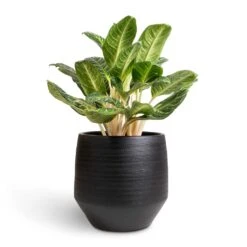 Norell Plant Pot - Black 32 Norell Plant Pot - Black -Indoor Plants Store Aglaonema Key Lime Chinese Evergreen 27x80cm Norell Plant Pot Black 42x38cm 66a98fc0 36ec 43fa 85cf 6f4c27acec76