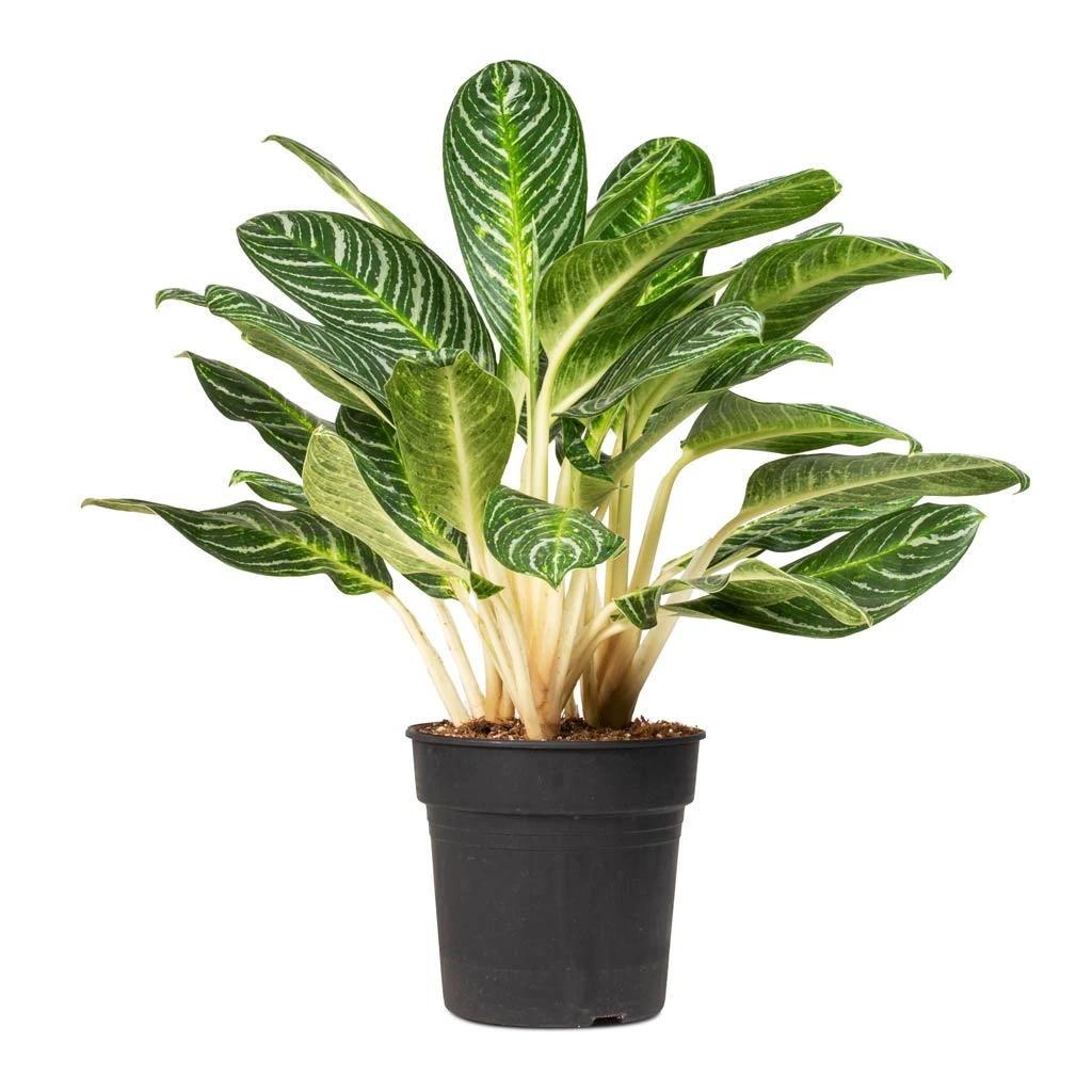 Aglaonema Key Lime - Chinese Evergreen 10 Aglaonema Key Lime - Chinese Evergreen - Image 8