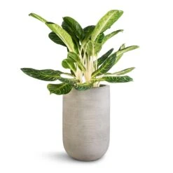 Cody Plant Vase - Ridged Cement 16 Cody Plant Vase - Ridged Cement -Indoor Plants Store Aglaonema Key Lime Chinese Evergreen Cody Plant Vase Ridged Cement 35x55cm