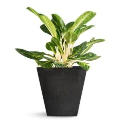Aglaonema Key Lime - Chinese Evergreen 26 Aglaonema Key Lime - Chinese Evergreen -Indoor Plants Store Aglaonema Key Lime Chinese Evergreen Ella Artstone Plant Pot Black 45x45x45cm