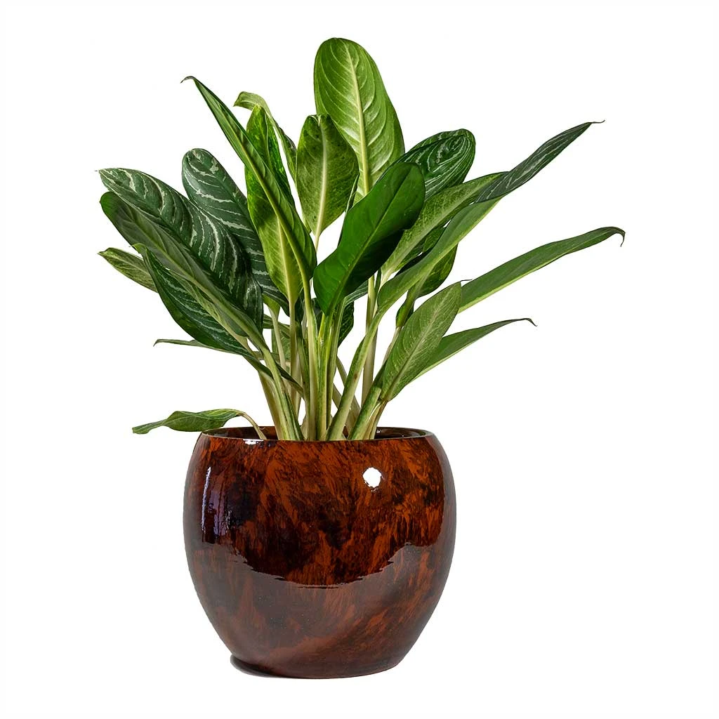 Aglaonema Key Lime - Chinese Evergreen 15 Aglaonema Key Lime - Chinese Evergreen - Image 13