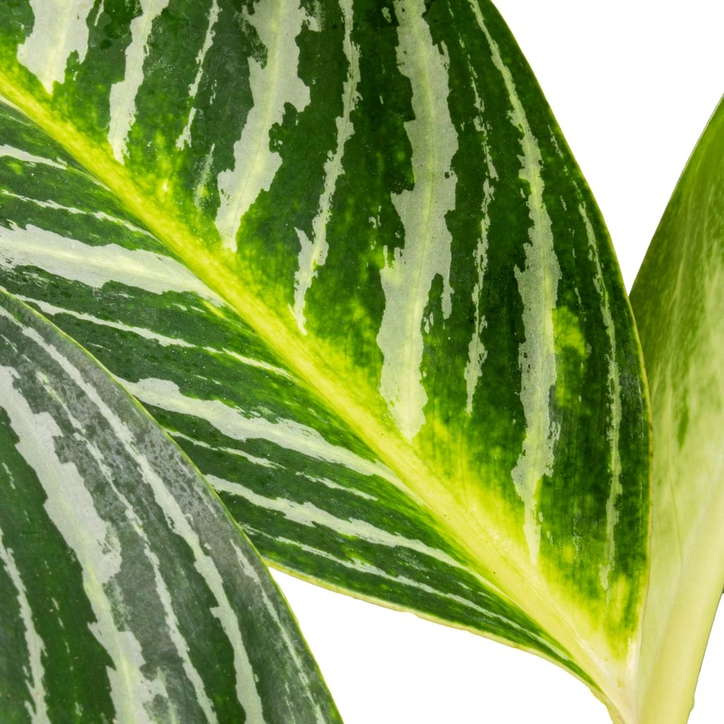 Aglaonema Key Lime - Chinese Evergreen 4 Aglaonema Key Lime - Chinese Evergreen - Image 2