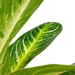 Aglaonema Key Lime - Chinese Evergreen 21 Aglaonema Key Lime - Chinese Evergreen -Indoor Plants Store Aglaonema Key Lime Chinese Evergreen SWATCH
