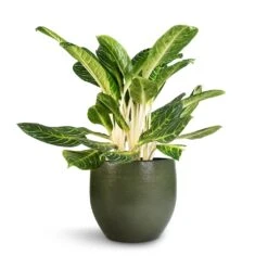 Aglaonema Key Lime - Chinese Evergreen 24 Aglaonema Key Lime - Chinese Evergreen -Indoor Plants Store Aglaonema Key Lime Chinese Evergreen Zembla Plant Pot Green 35x32cm