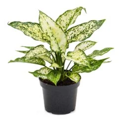 Aglaonema Kiwi - Chinese Evergreen 27 Aglaonema Kiwi - Chinese Evergreen -Indoor Plants Store Aglaonema Kiwi Chinese Evergreen 12cm