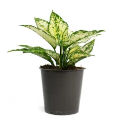 Aglaonema Kiwi - Chinese Evergreen 28 Aglaonema Kiwi - Chinese Evergreen -Indoor Plants Store Aglaonema Kiwi Chinese Evergreen 12cm 256f67b9 d96f 4ff1 830f 4a0556233ef6