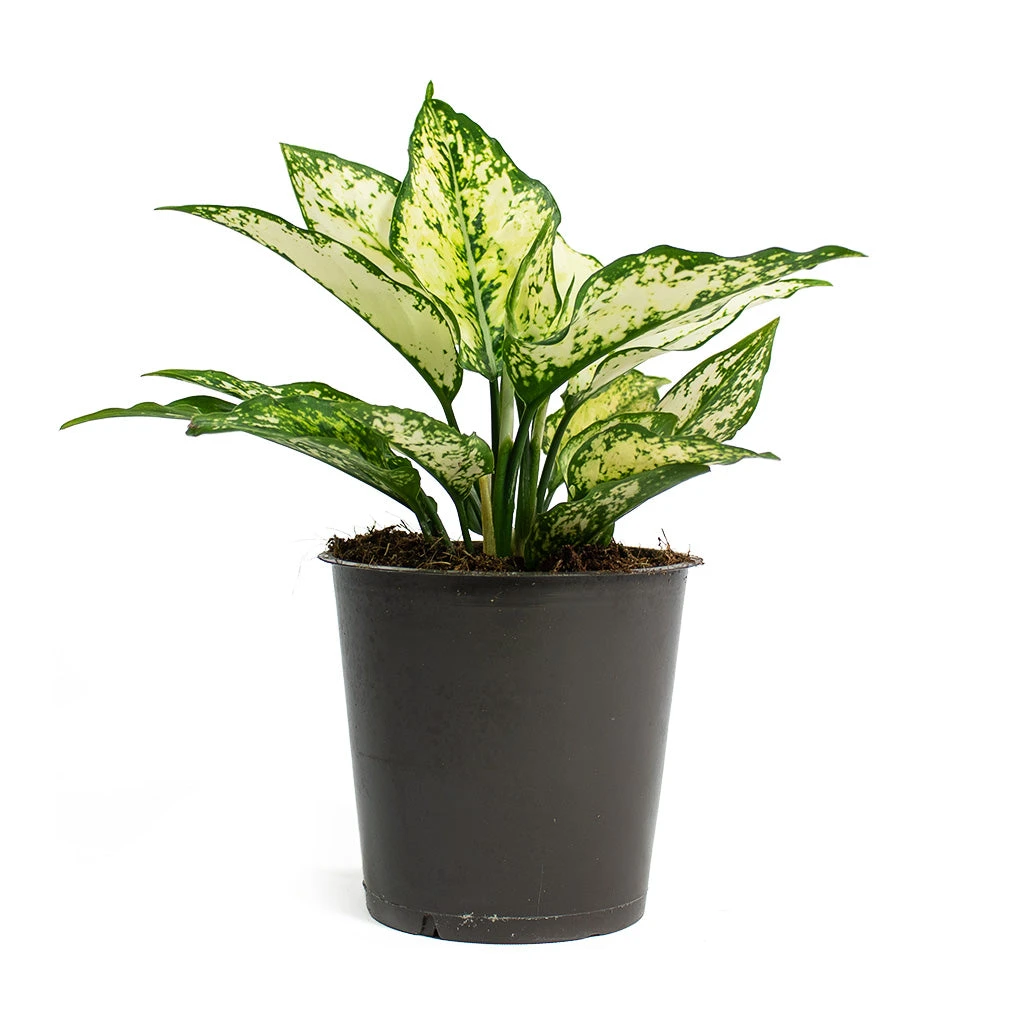 Aglaonema Kiwi - Chinese Evergreen 12 Aglaonema Kiwi - Chinese Evergreen - Image 10