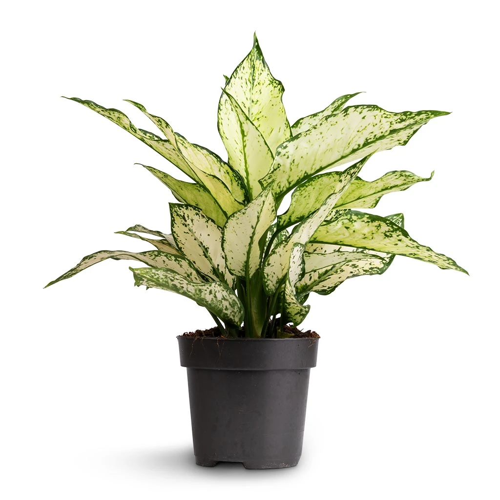 Aglaonema Kiwi - Chinese Evergreen 5 Aglaonema Kiwi - Chinese Evergreen - Image 3