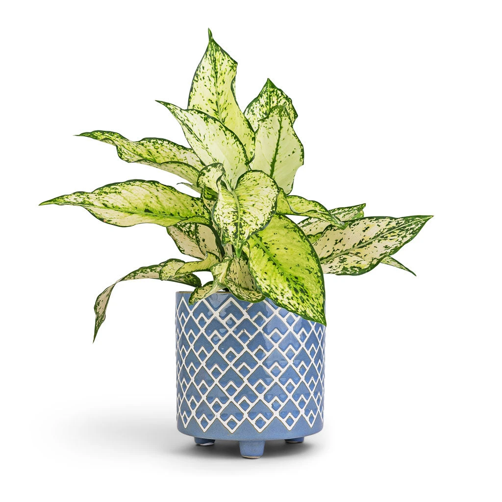 Aglaonema Kiwi - Chinese Evergreen 13 Aglaonema Kiwi - Chinese Evergreen - Image 11