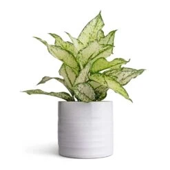 Aglaonema Kiwi - Chinese Evergreen 25 Aglaonema Kiwi - Chinese Evergreen -Indoor Plants Store Aglaonema Kiwi Chinese Evergreen 12x30cm Hadleigh Plant Pot White 14x13cm