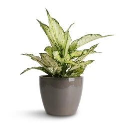 Aglaonema Kiwi - Chinese Evergreen 26 Aglaonema Kiwi - Chinese Evergreen -Indoor Plants Store Aglaonema Kiwi Chinese Evergreen 12x30cm Sven Plant Pot Smoke 16x13cm