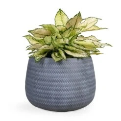 Angle Darcy Plant Pot - Grey 14 Angle Darcy Plant Pot - Grey -Indoor Plants Store Aglaonema Kiwi Chinese Evergreen 19x45cm Angle Darcy Plant Pot Grey 34.5x24cm 3bfa70c7 e910 41db b43a 624f806f9641