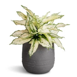 Aurora Terrazzo Handle Plant Pot - Slate 13 Aurora Terrazzo Handle Plant Pot - Slate -Indoor Plants Store Aglaonema Kiwi Chinese Evergreen 19x45cm Aurora Terrazzo Handle Plant Pot Slate 22x21cm