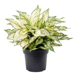 Aglaonema Kiwi - Chinese Evergreen 23 Aglaonema Kiwi - Chinese Evergreen -Indoor Plants Store Aglaonema Kiwi Chinese Evergreen