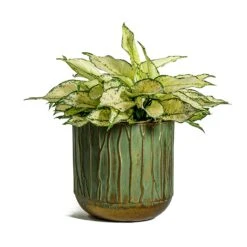 Aglaonema Kiwi - Chinese Evergreen 34 Aglaonema Kiwi - Chinese Evergreen -Indoor Plants Store Aglaonema Kiwi Chinese Evergreen Caro Metal Plant Pots Set of 6 Copper Green