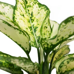 Aglaonema Kiwi - Chinese Evergreen 24 Aglaonema Kiwi - Chinese Evergreen -Indoor Plants Store Aglaonema Kiwi Chinese Evergreen Close Up