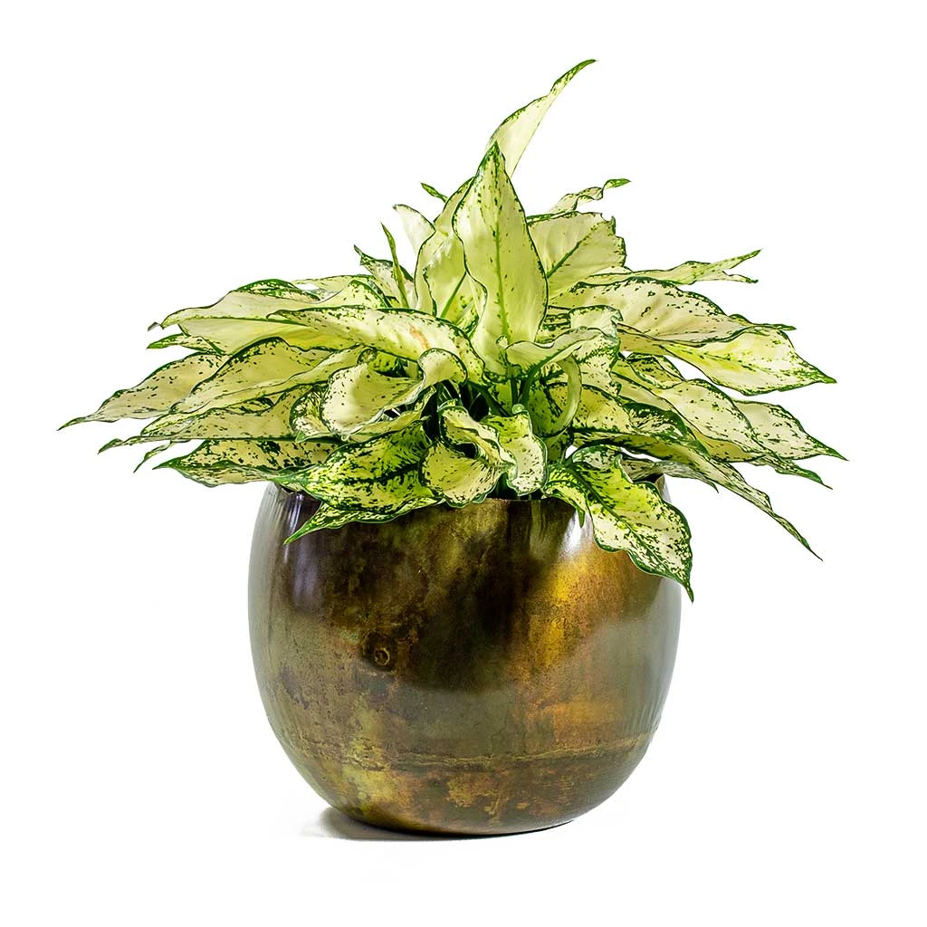 Aglaonema Kiwi - Chinese Evergreen 16 Aglaonema Kiwi - Chinese Evergreen - Image 14