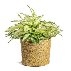 Aglaonema Kiwi - Chinese Evergreen 31 Aglaonema Kiwi - Chinese Evergreen -Indoor Plants Store Aglaonema Kiwi Chinese Evergreen Stef Plant Baskets Set of 5 Natural